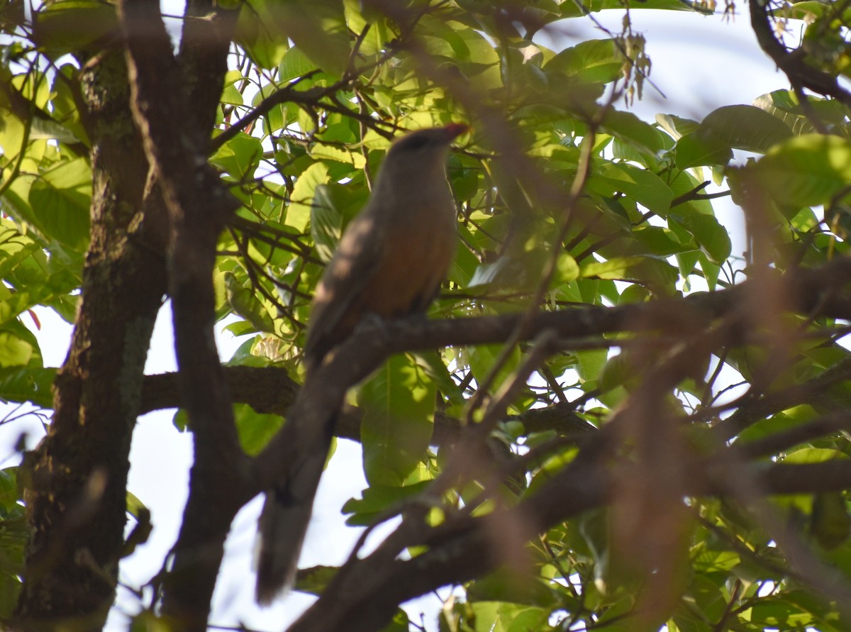Sirkeer Malkoha - ML615774247