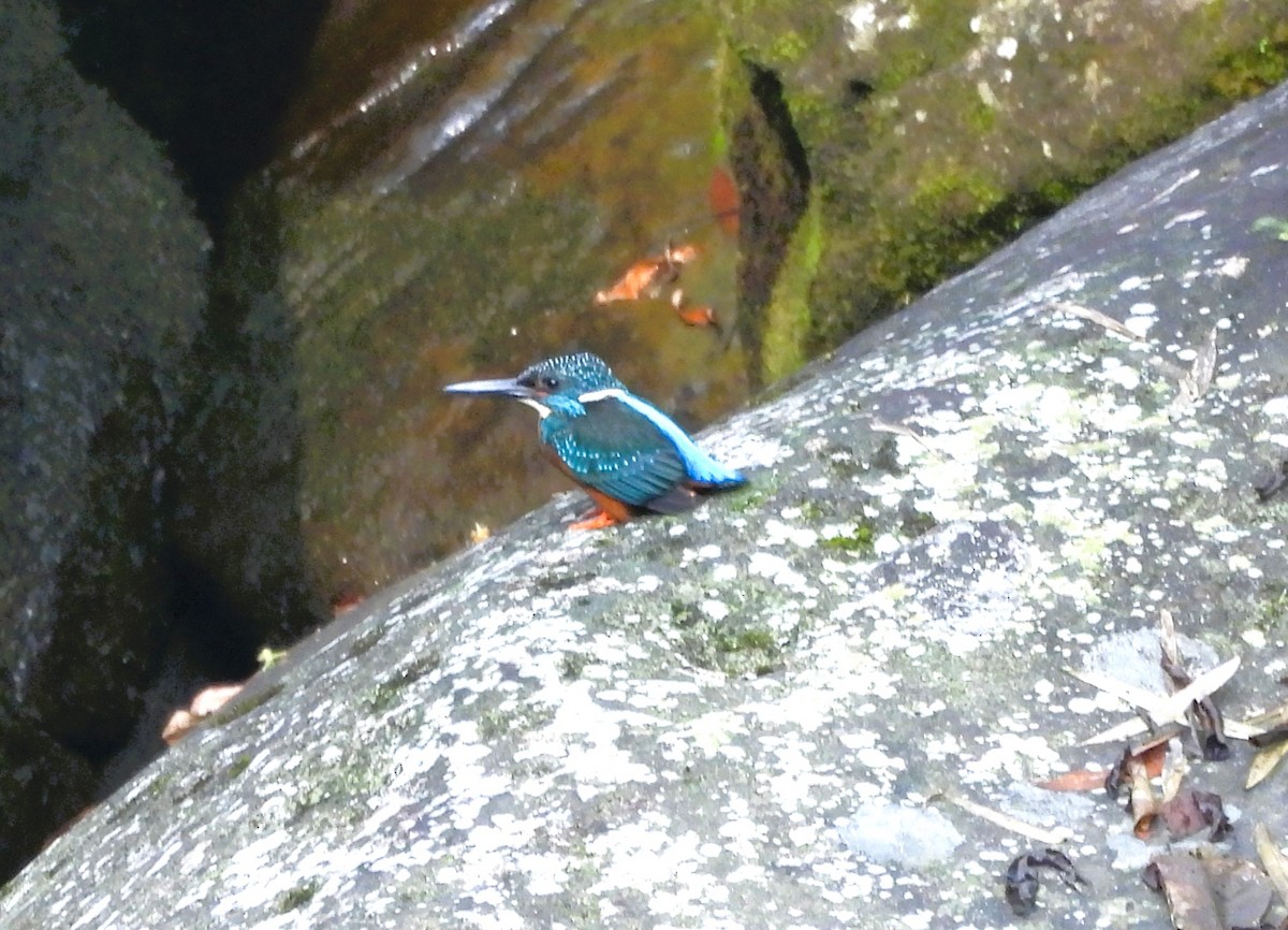 Blyth's Kingfisher - ML615774251