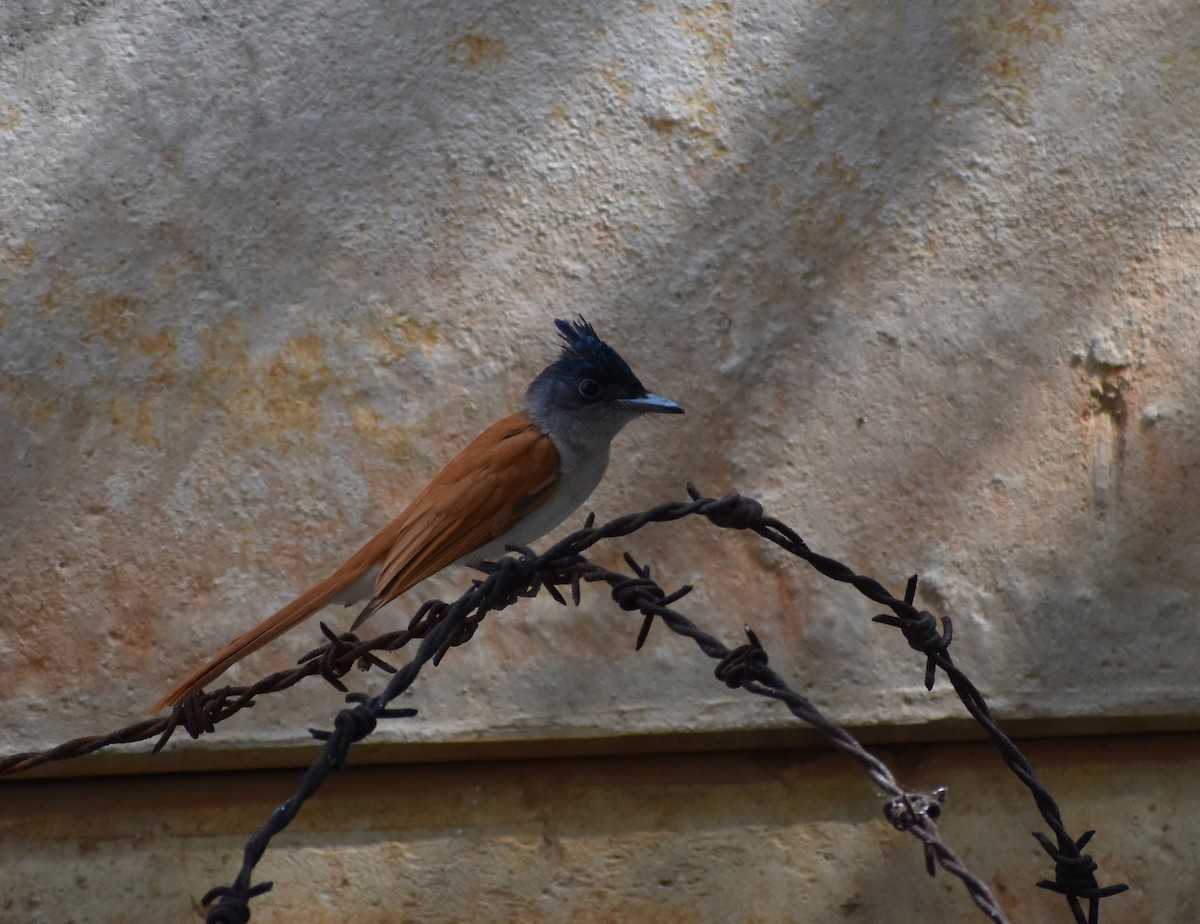 Indian Paradise-Flycatcher - ML615774258