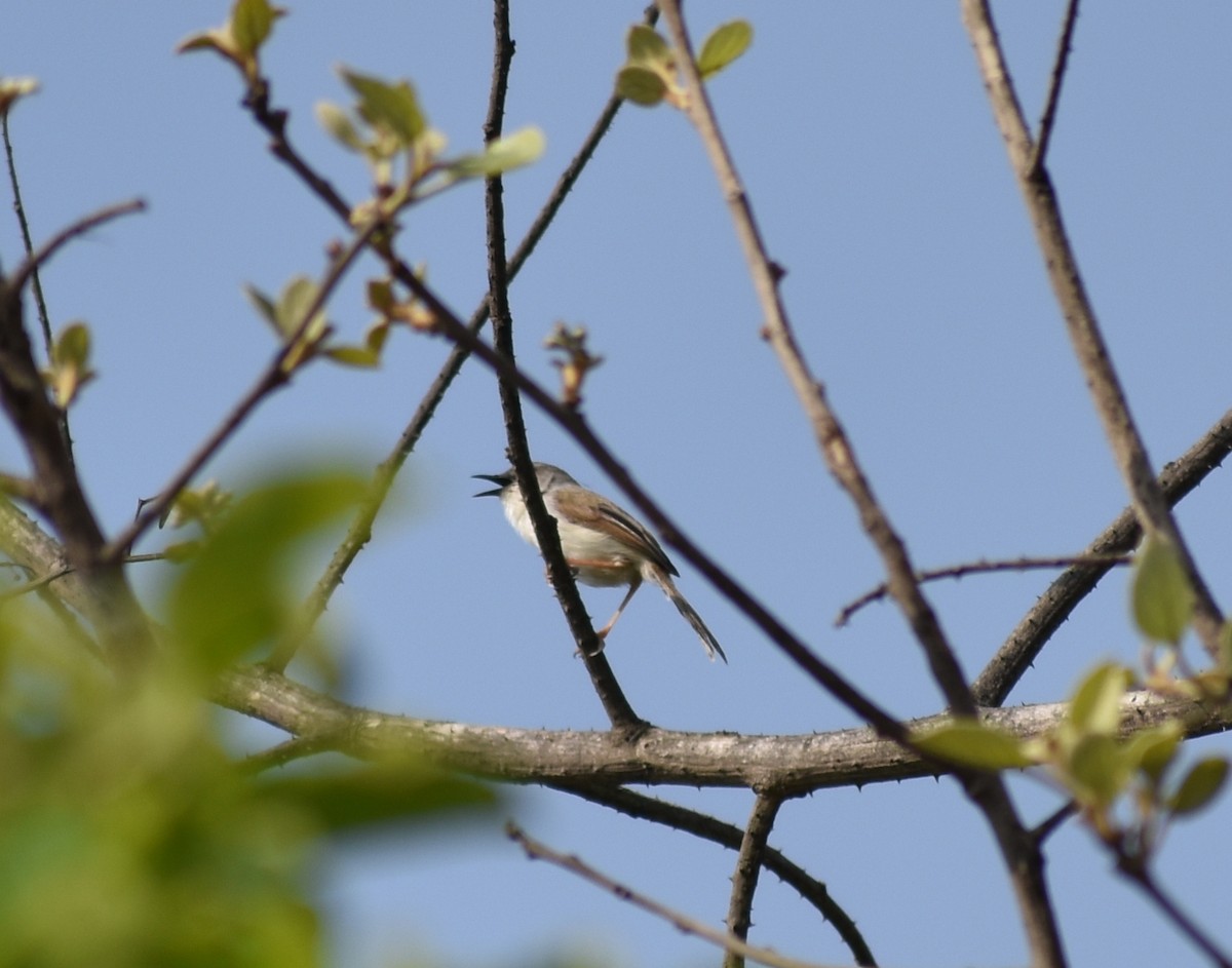 Gray-breasted Prinia - ML615774263