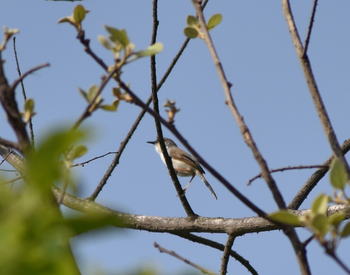 Gray-breasted Prinia - ML615774264