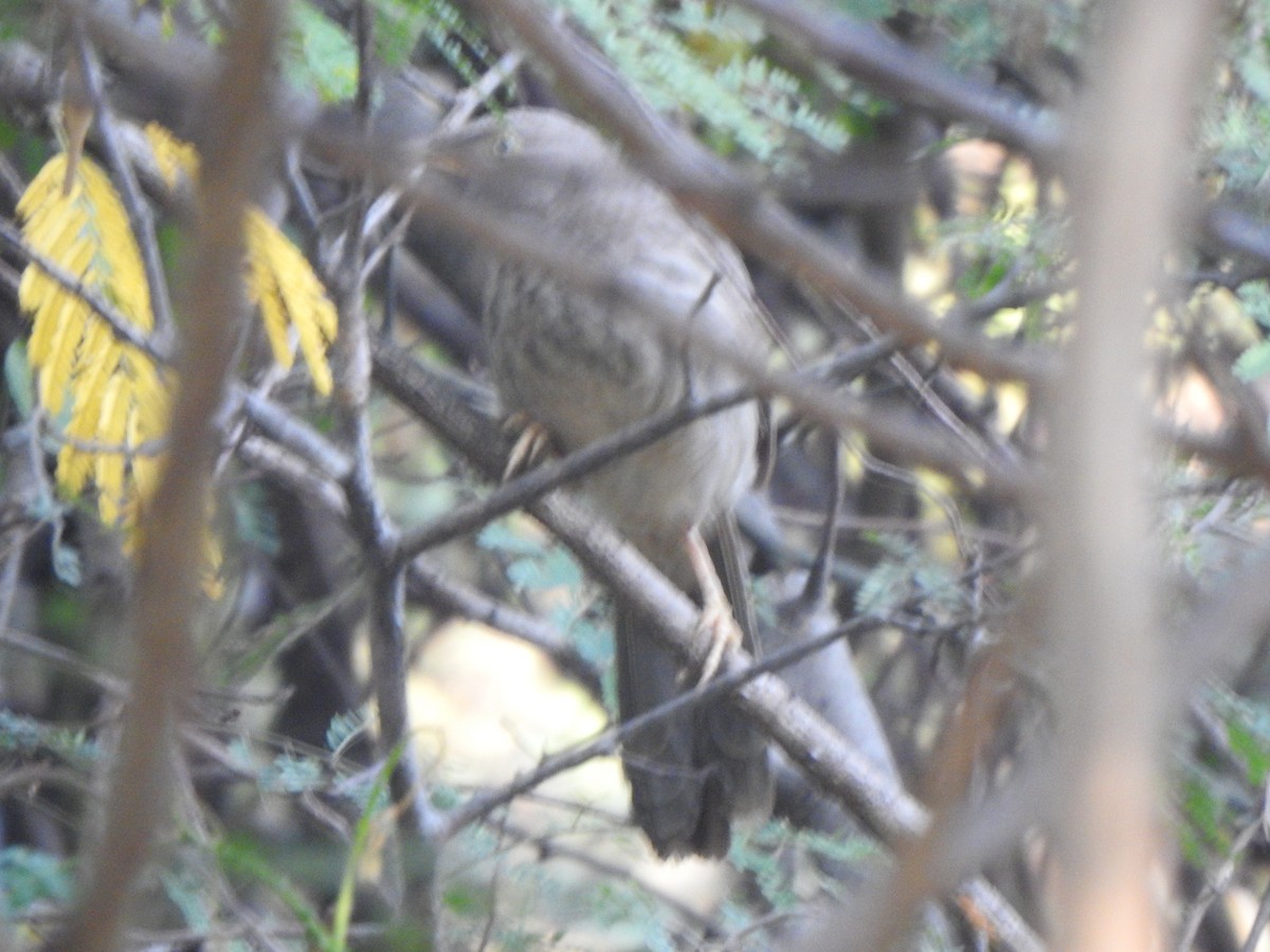 Jungle Babbler - Arulvelan Thillainayagam