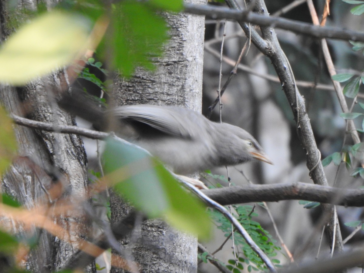 Jungle Babbler - Arulvelan Thillainayagam