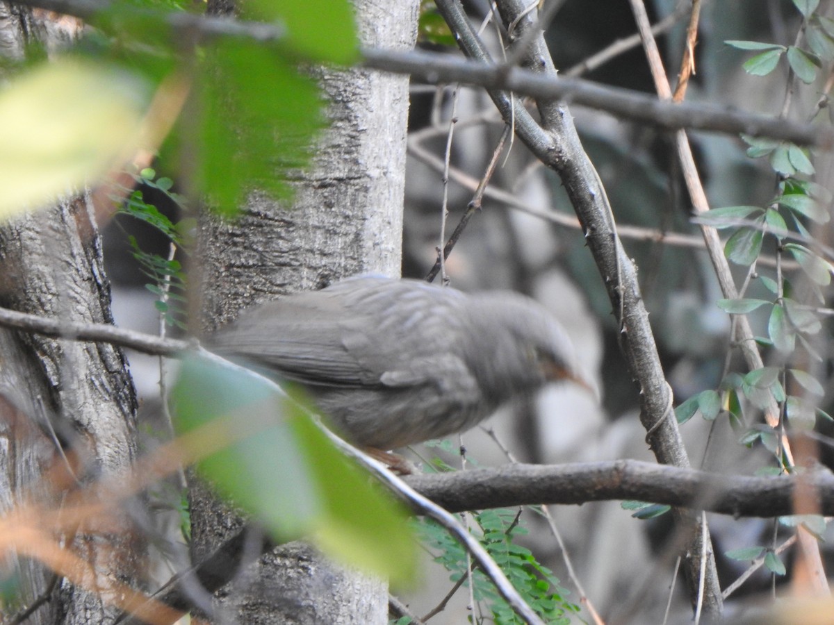 Jungle Babbler - Arulvelan Thillainayagam