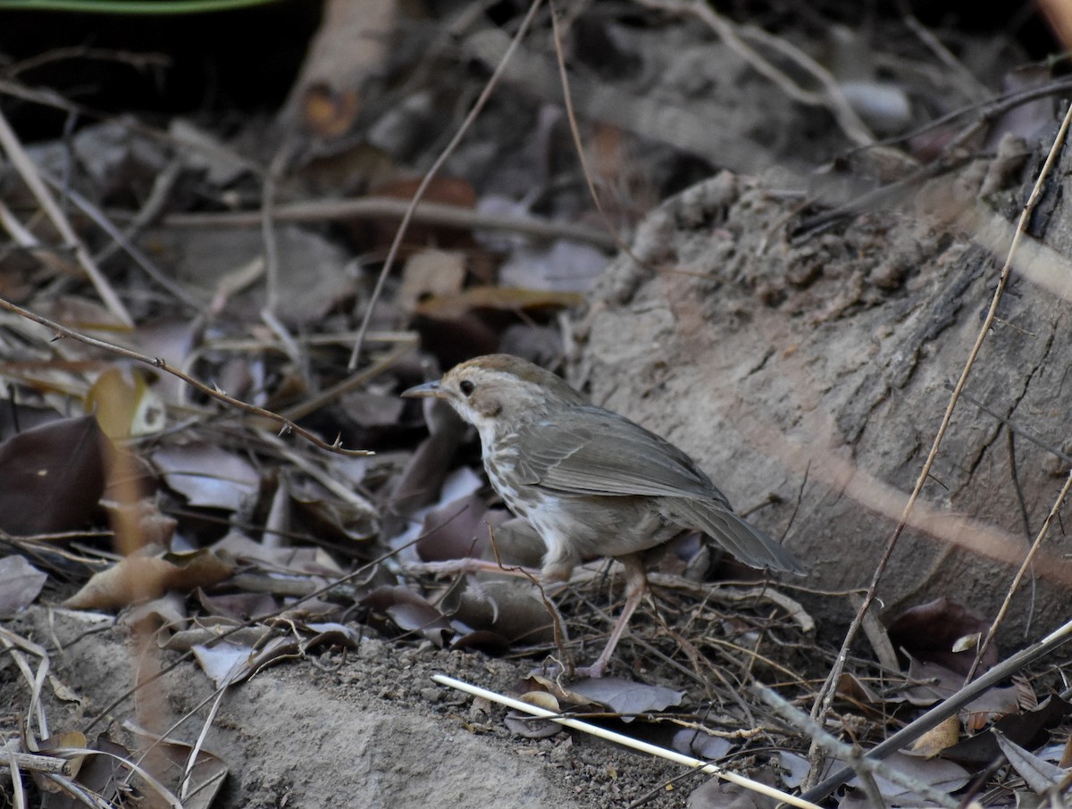 Puff-throated Babbler - ML615774272