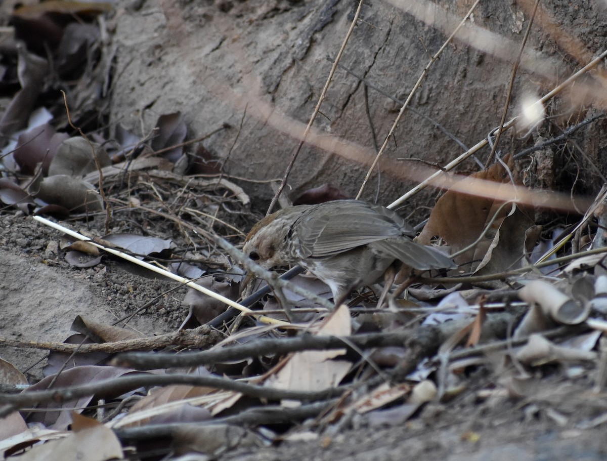Puff-throated Babbler - ML615774273