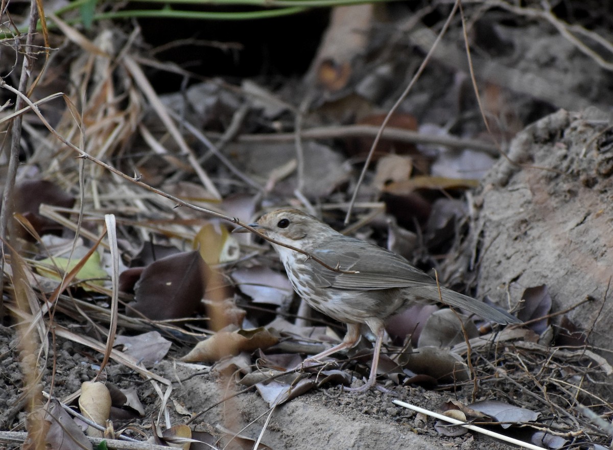 Puff-throated Babbler - ML615774275