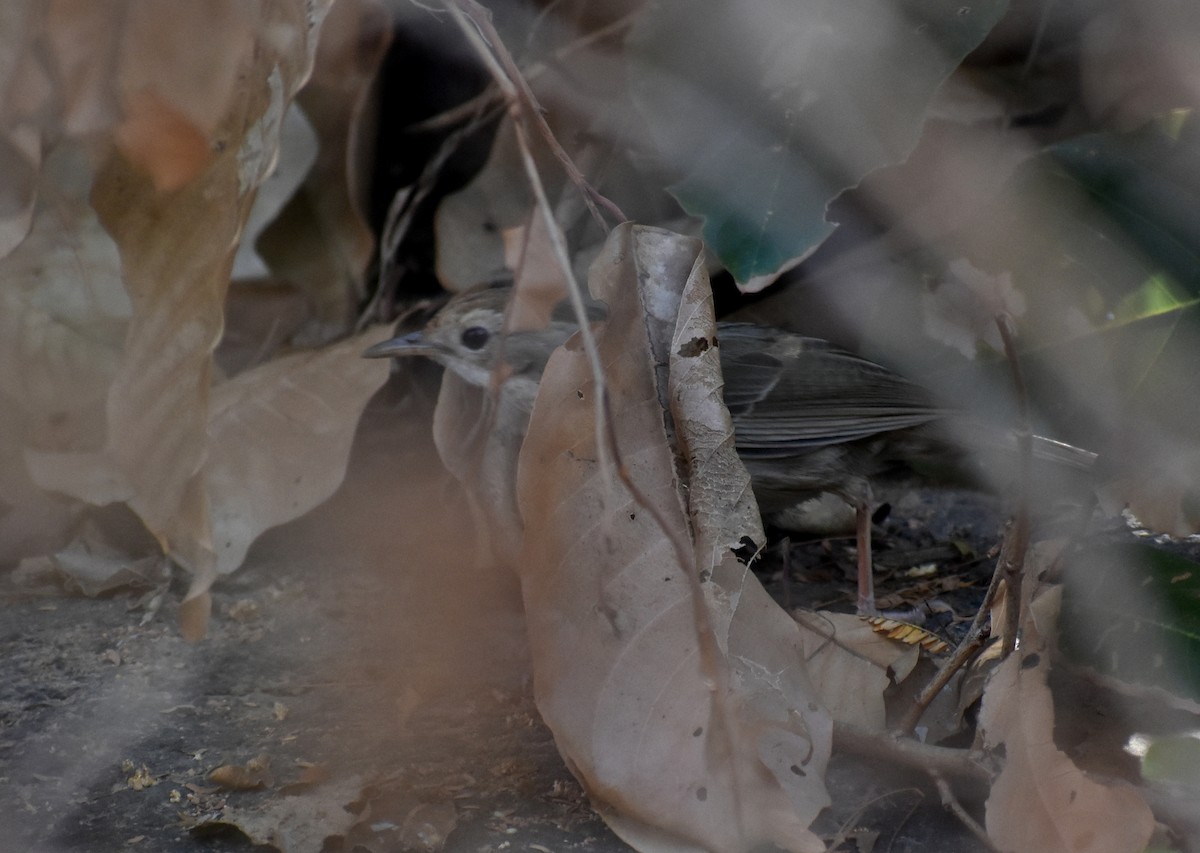 Puff-throated Babbler - ML615774276