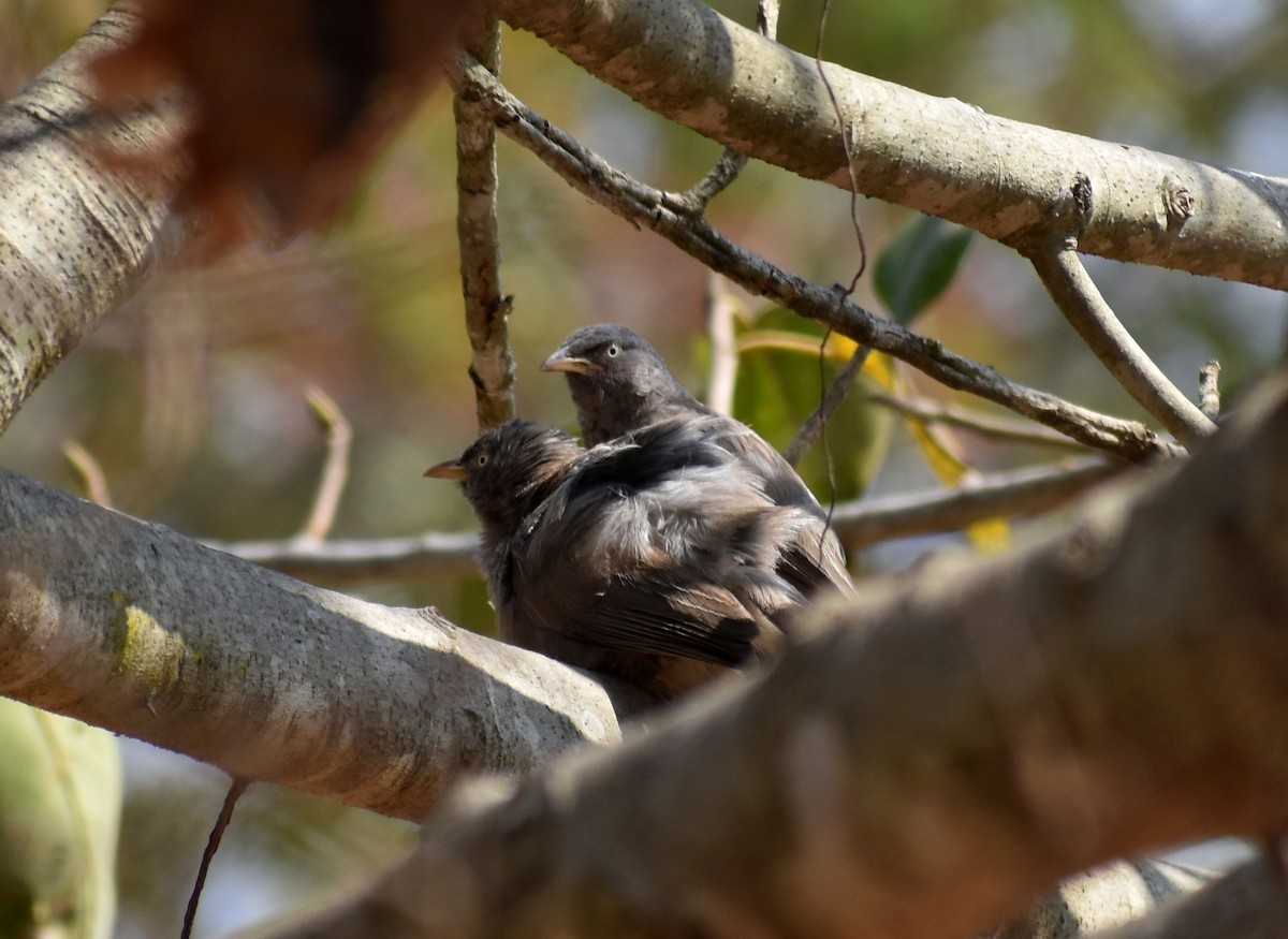 Jungle Babbler - ML615774283