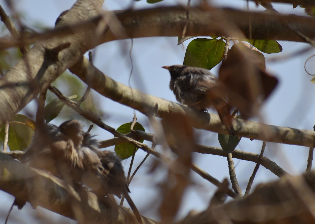 Jungle Babbler - ML615774285