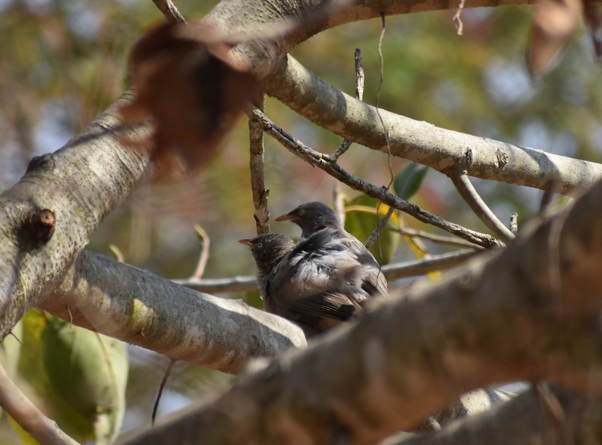 Jungle Babbler - ML615774287