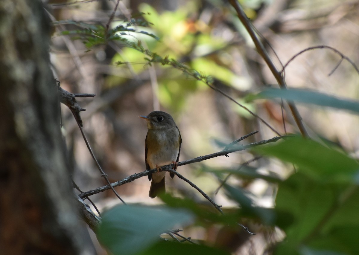 Brown-breasted Flycatcher - ML615774293