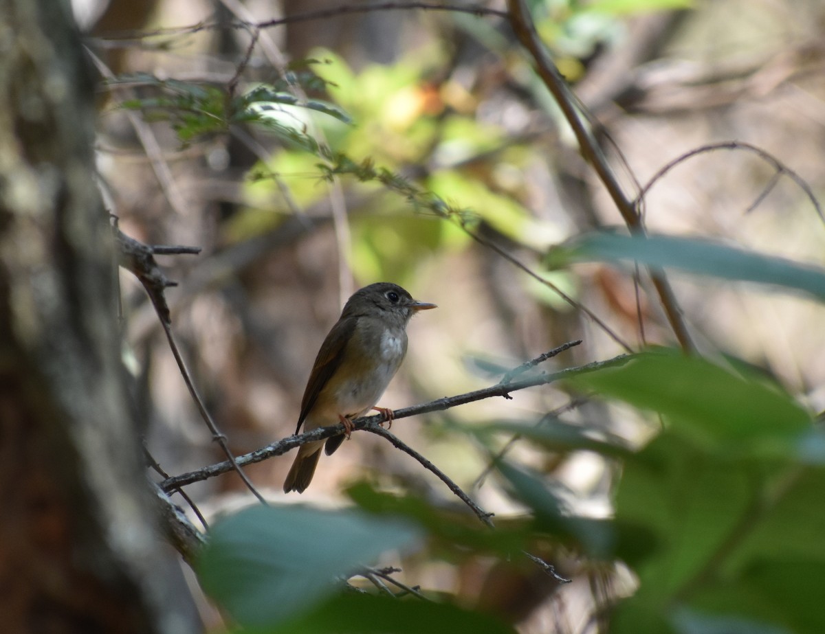Brown-breasted Flycatcher - ML615774294