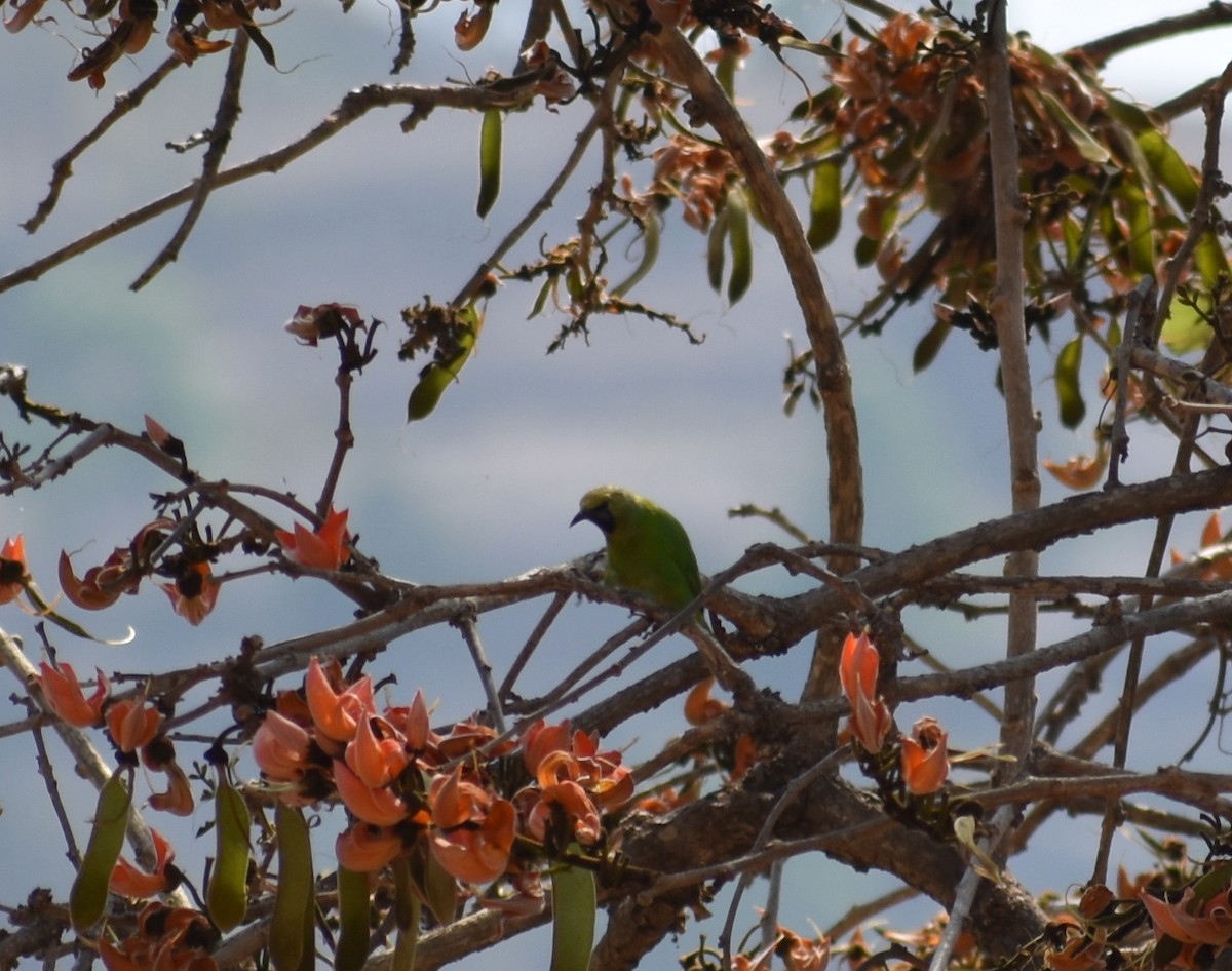Jerdon's Leafbird - ML615774308