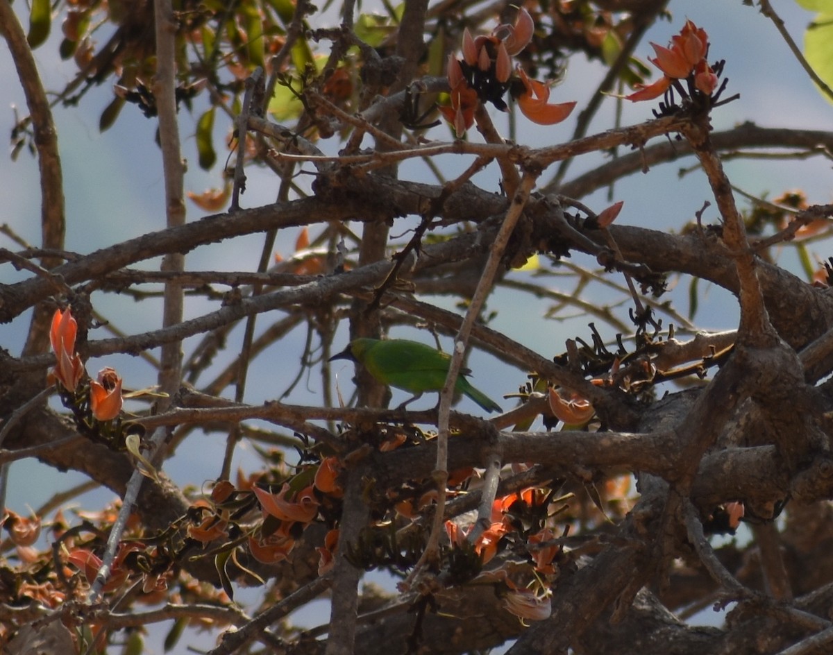 Jerdon's Leafbird - ML615774309