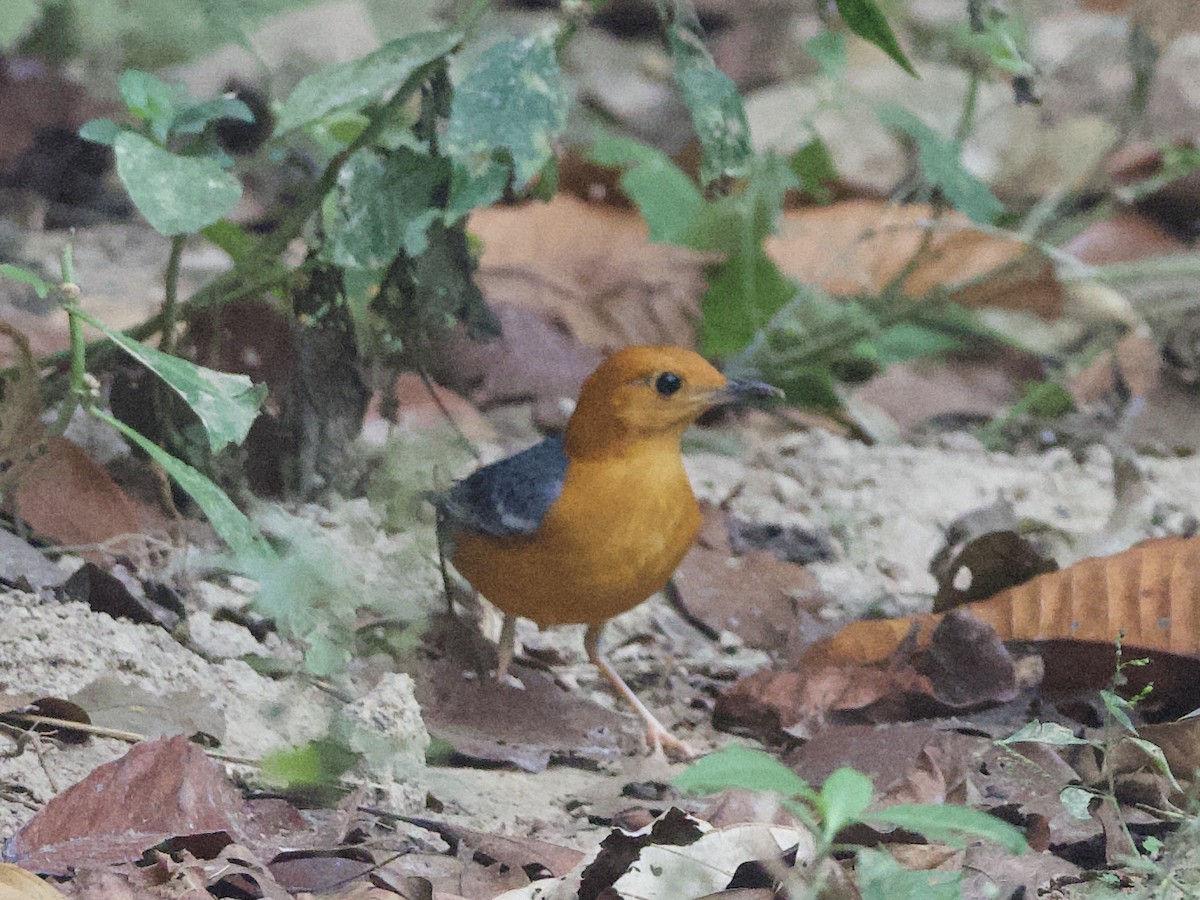 Orange-headed Thrush - Yingyod  Lapwong