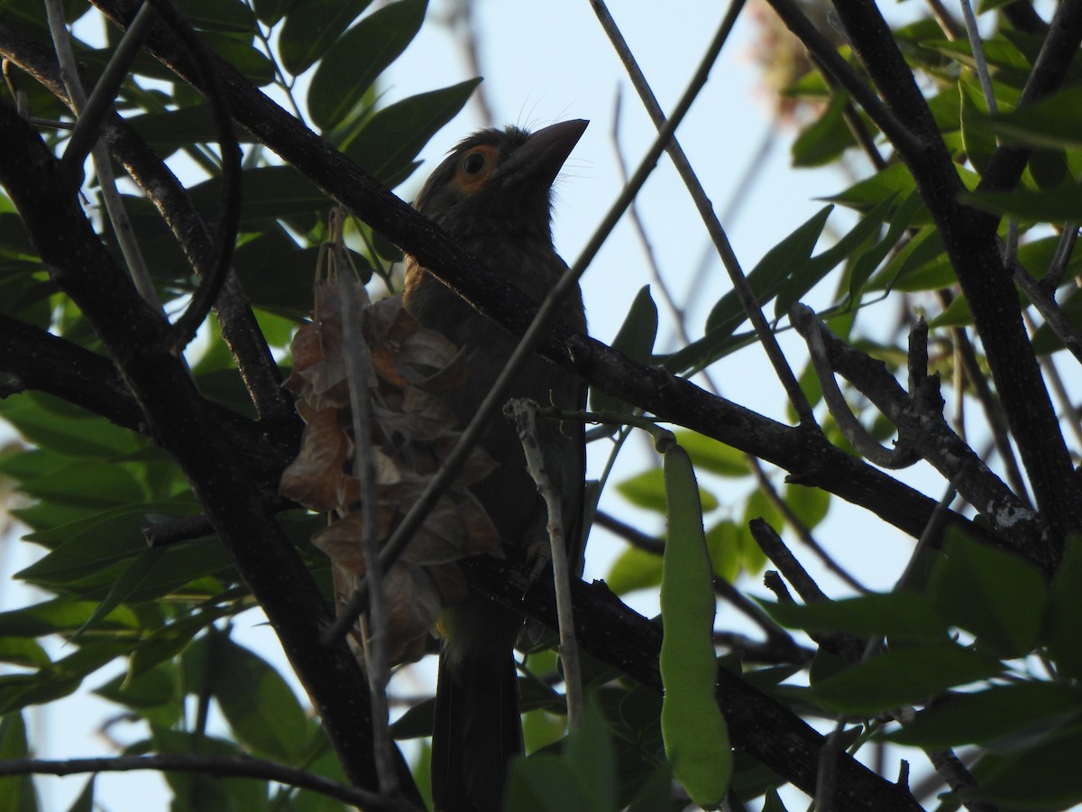 Brown-headed Barbet - ML615774341