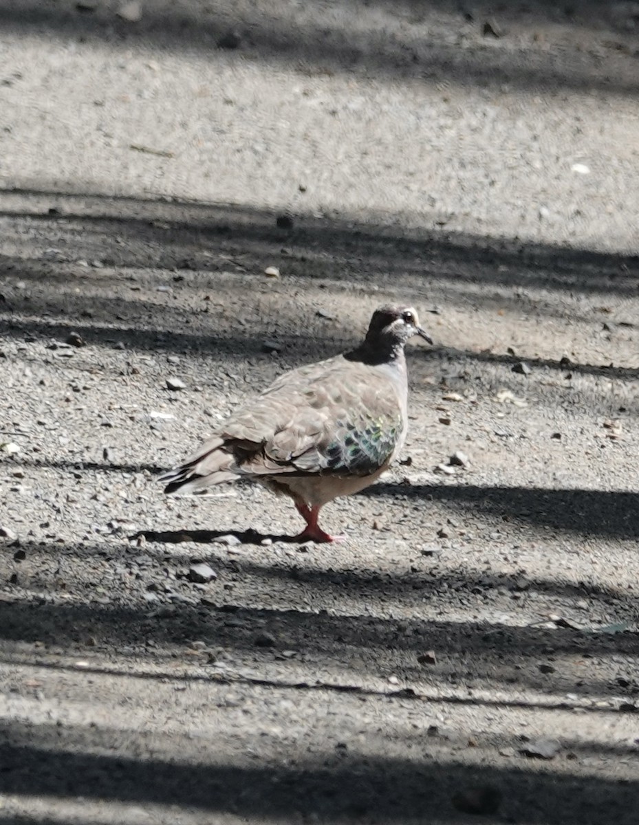 Common Bronzewing - Robert Morison and Joyce Ives