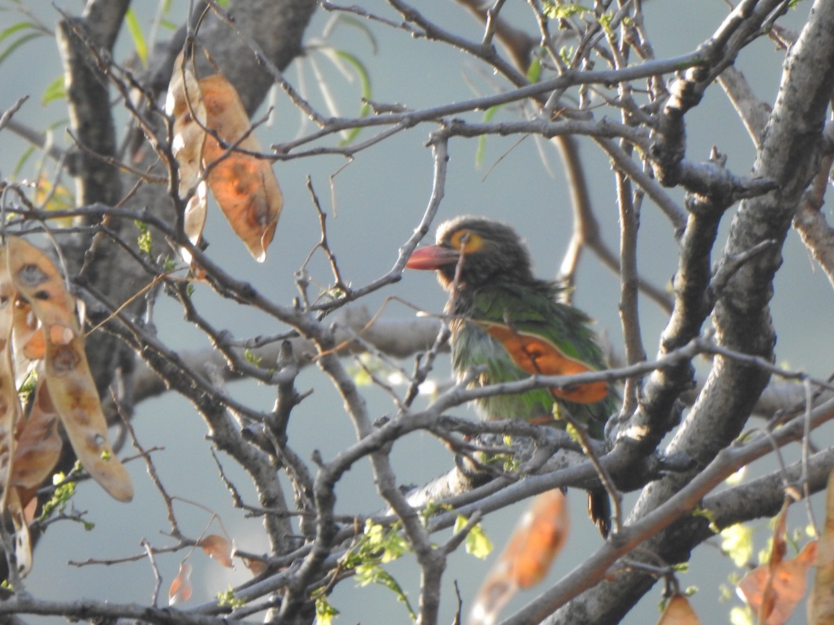 Brown-headed Barbet - ML615774402