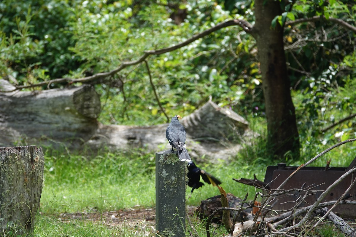 Pied Currawong - ML615774409