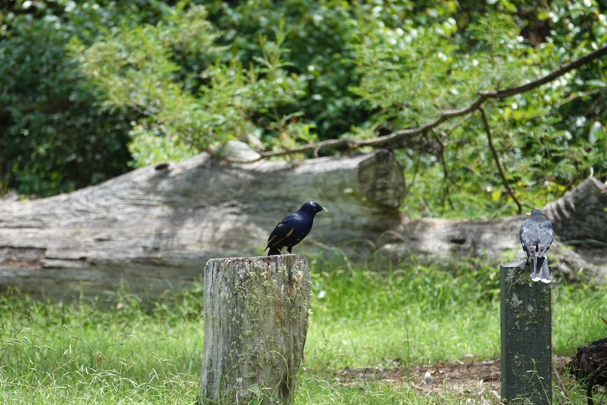 Pied Currawong - ML615774411