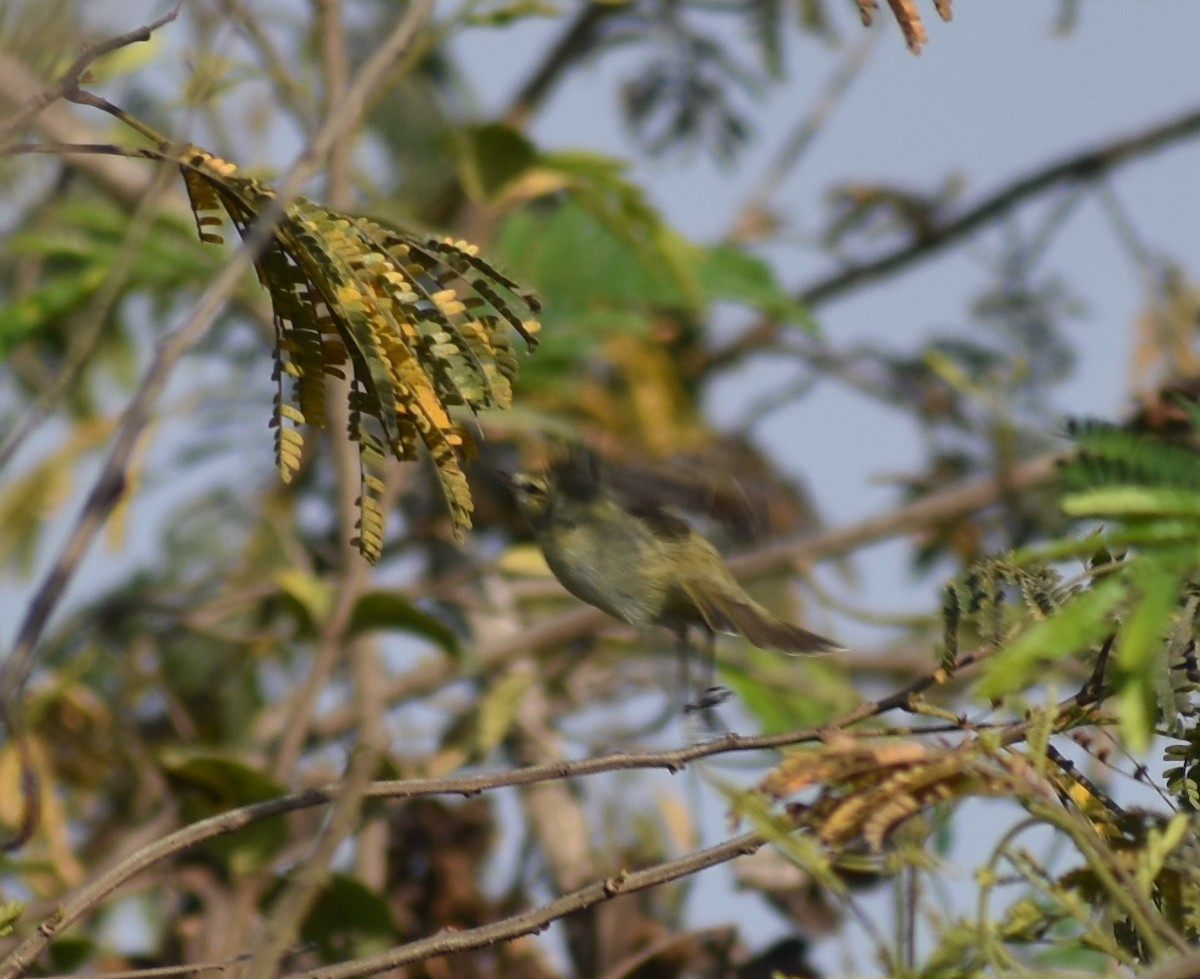 Phylloscopus sp. - ML615774419