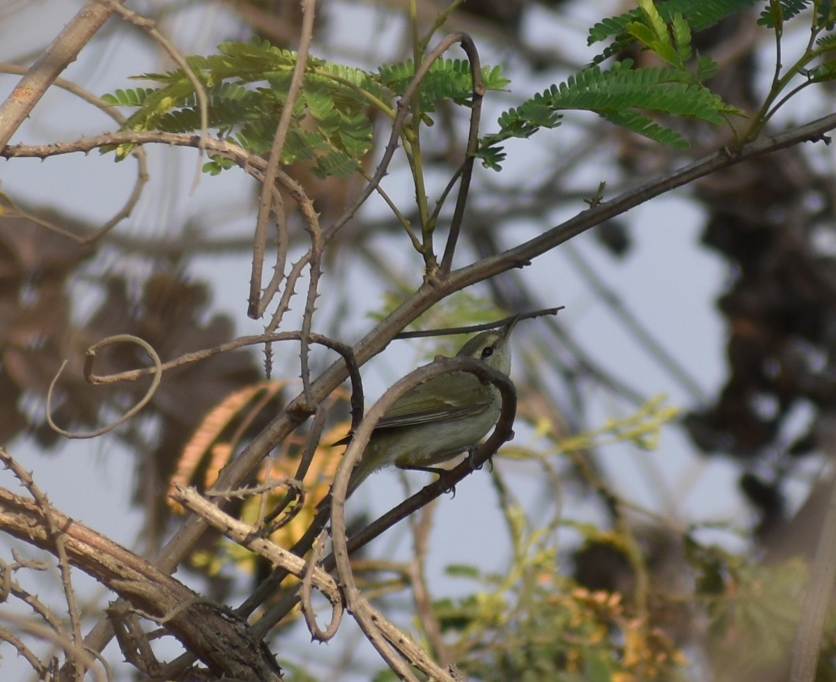 Phylloscopus sp. - ML615774420