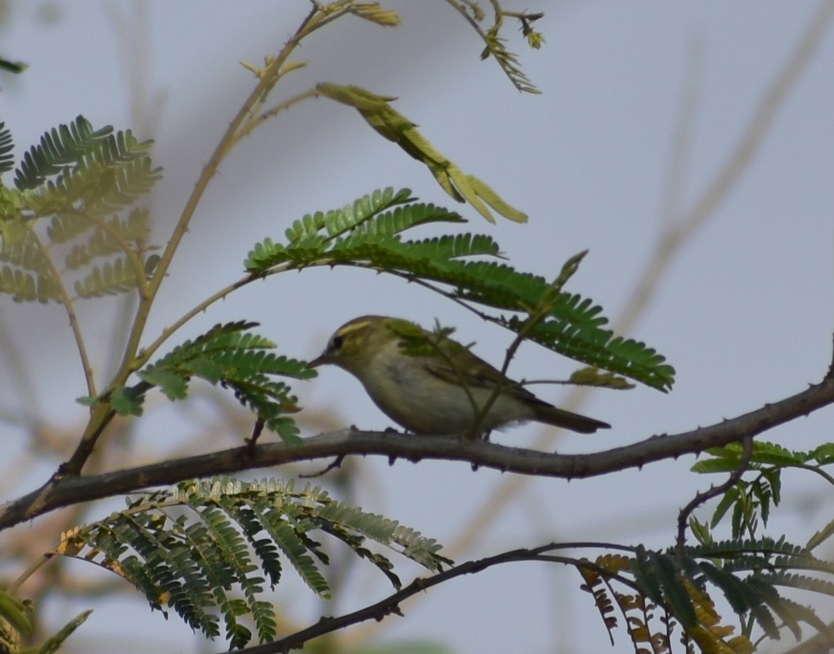 Phylloscopus sp. - ML615774421