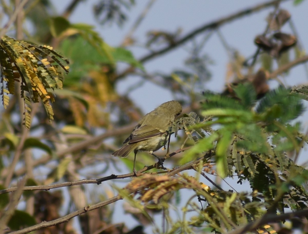 Phylloscopus sp. - ML615774422