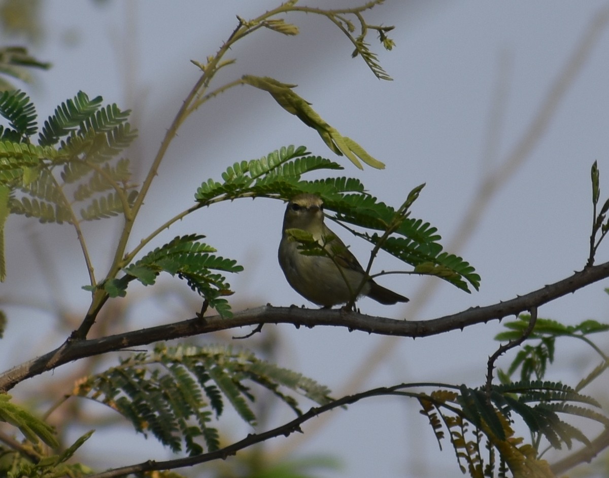 Phylloscopus sp. - ML615774423