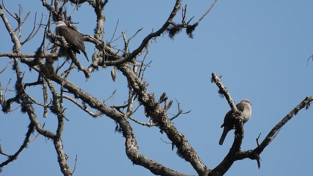 Mountain Imperial-Pigeon - ML615774430