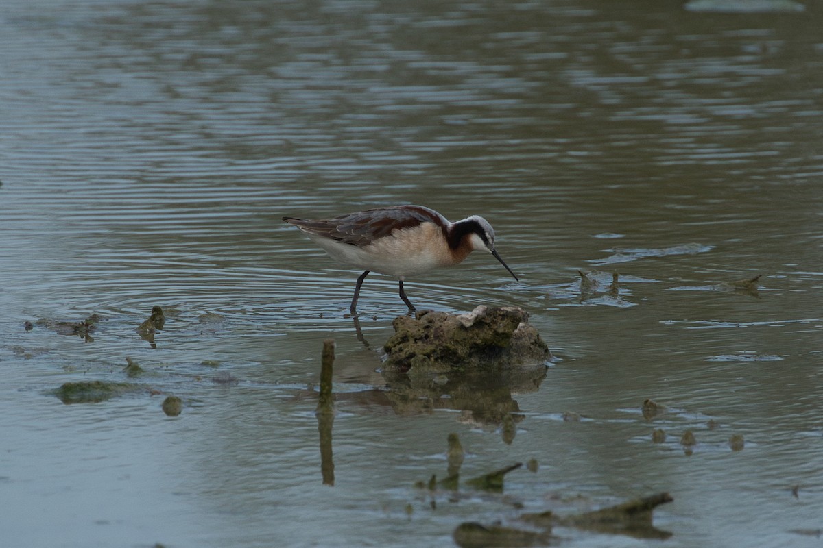 Wilson's Phalarope - ML615774431