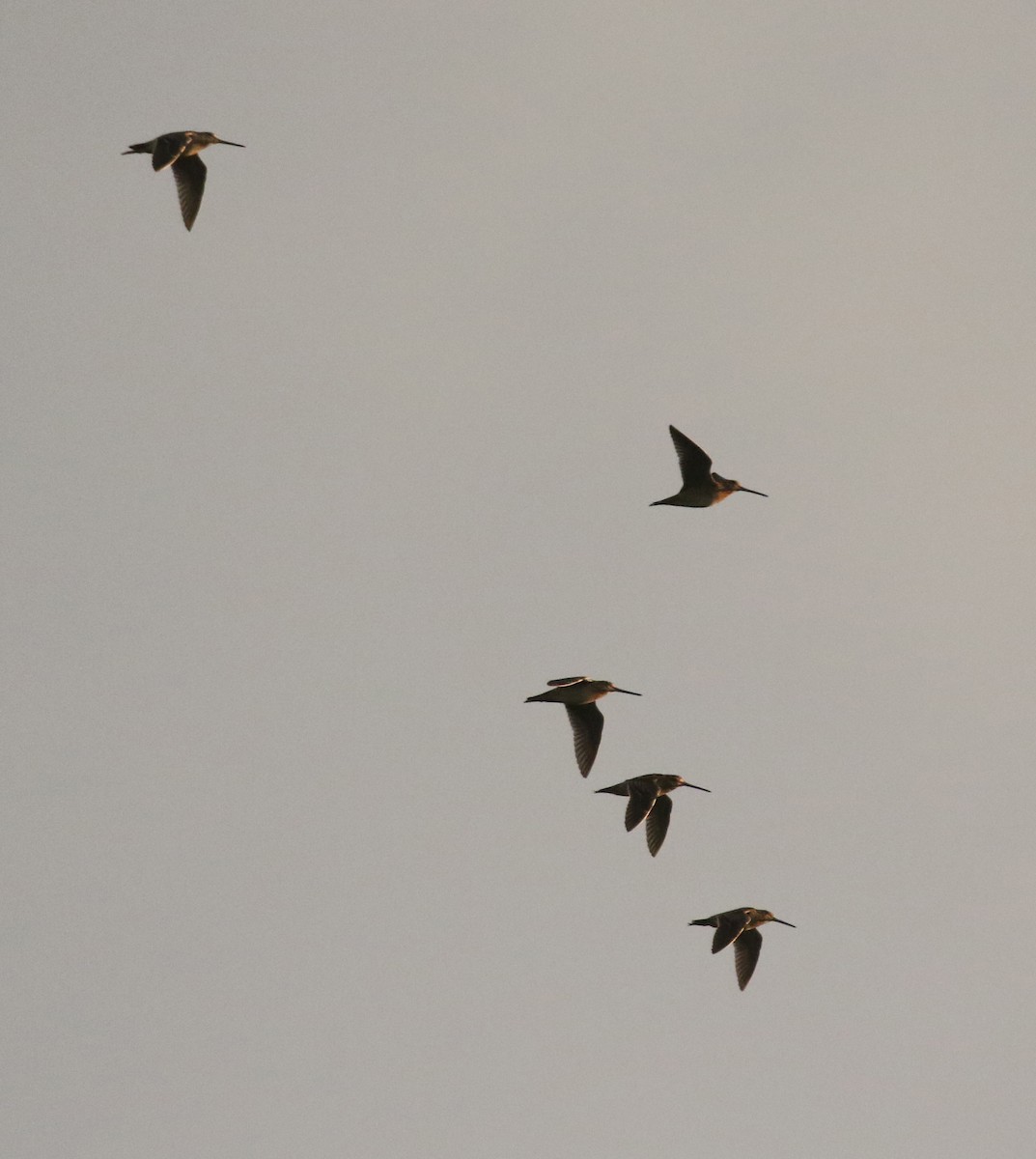 Short-billed Dowitcher - ML615774434