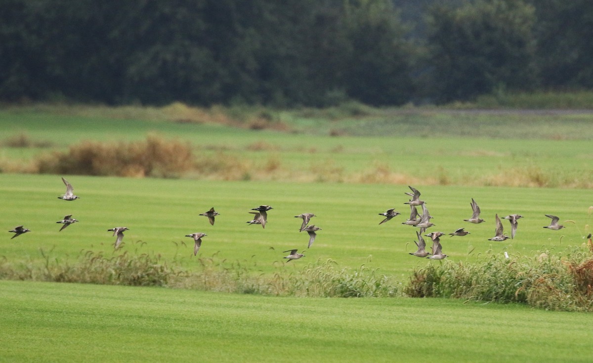 American Golden-Plover - ML615774439