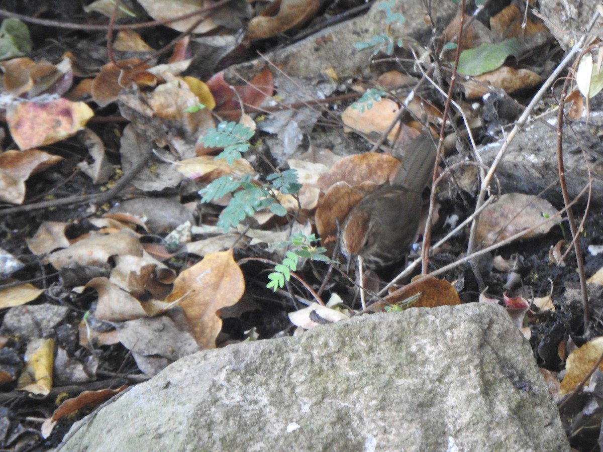 Puff-throated Babbler - Arulvelan Thillainayagam