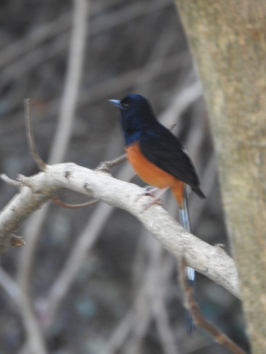 White-rumped Shama - ML615774473