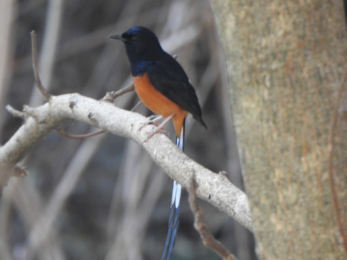 White-rumped Shama - ML615774475