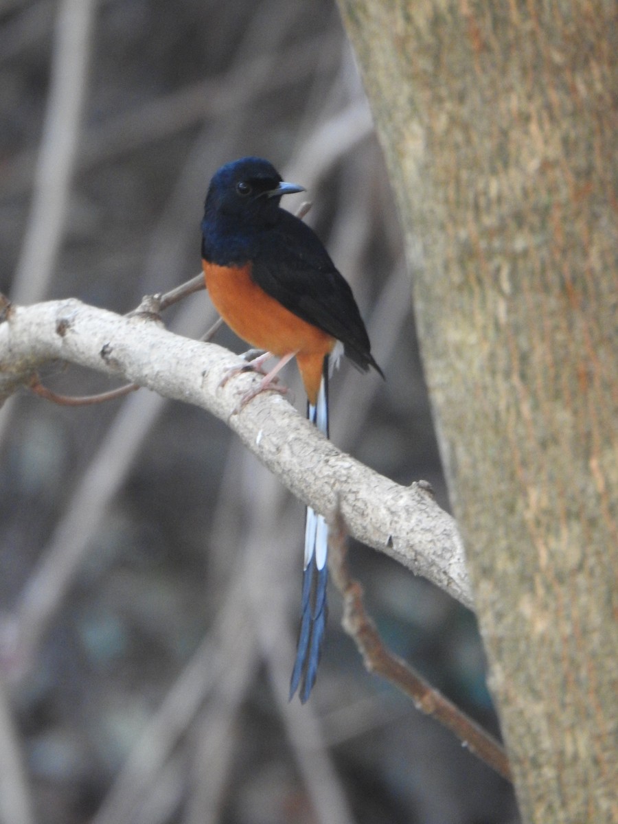 White-rumped Shama - ML615774476