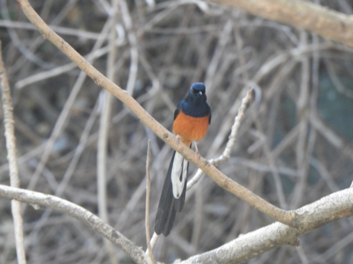 White-rumped Shama - ML615774480