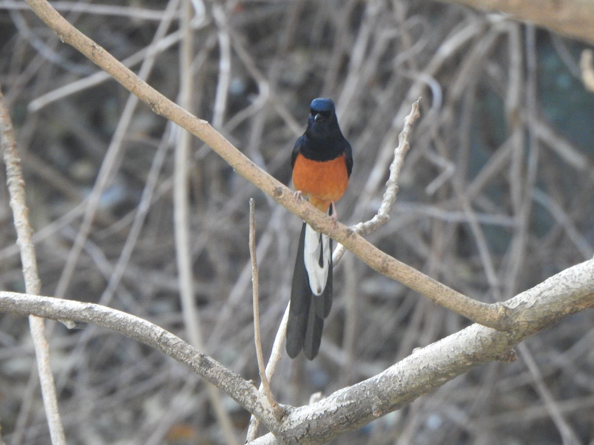 White-rumped Shama - ML615774483