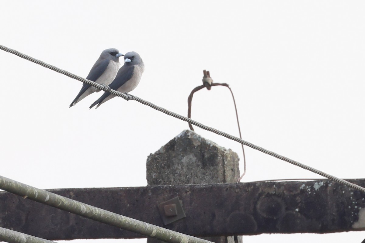 Ashy Woodswallow - ML615774485