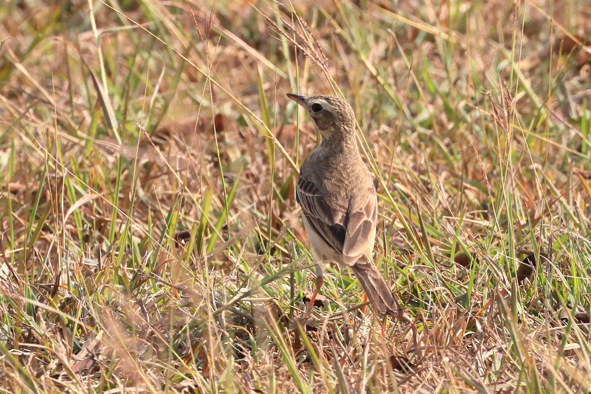 Paddyfield Pipit - ML615774489