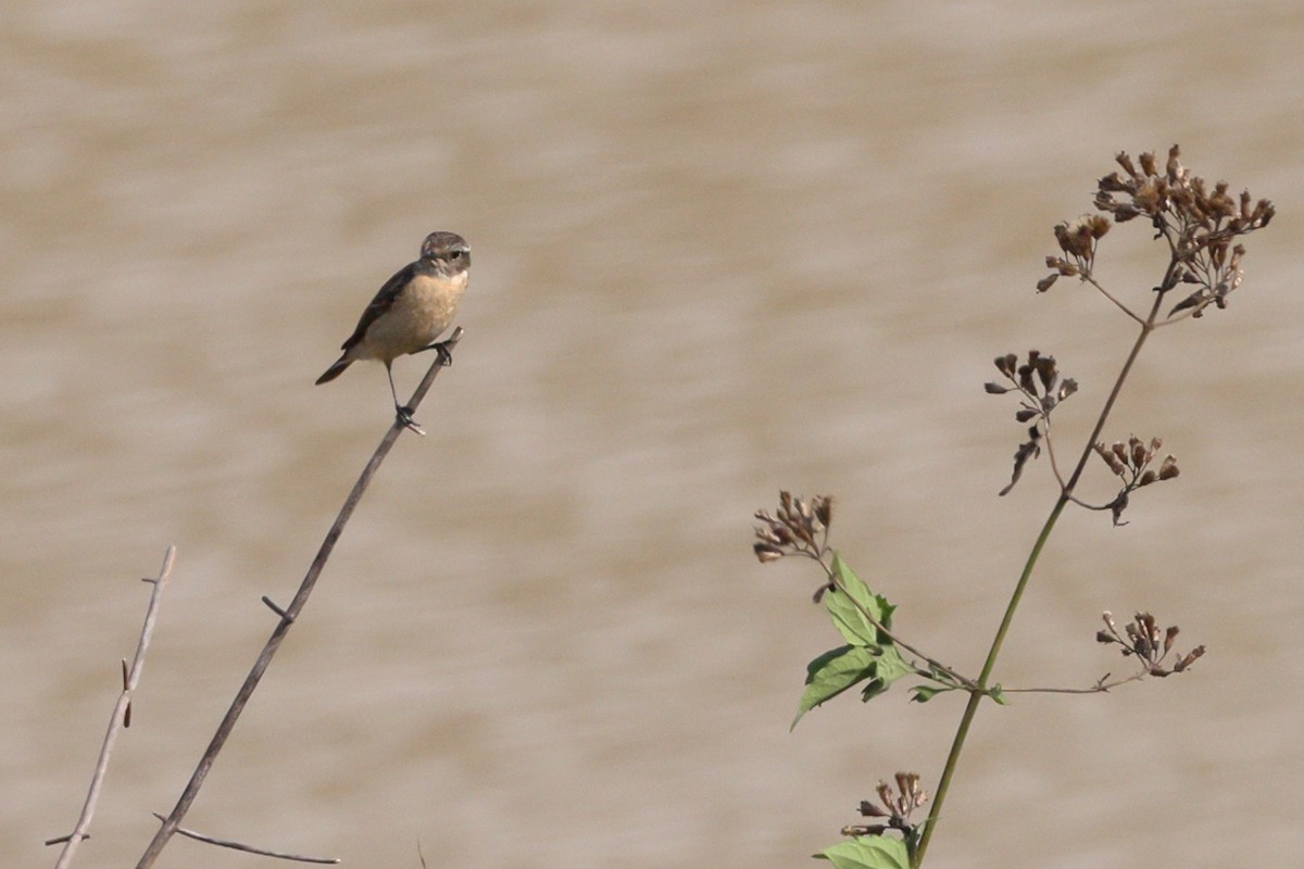 Amur Stonechat - Fernanda Araujo