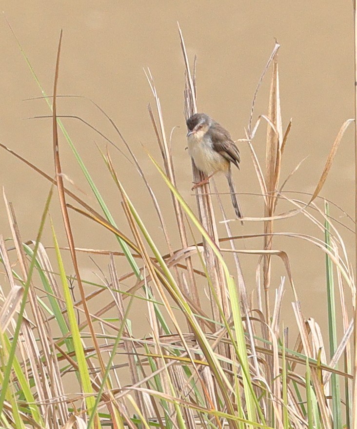 Plain Prinia - ML615774512