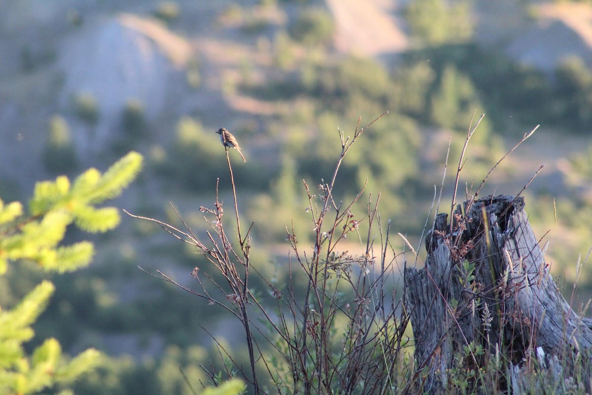 Hammond's/Dusky Flycatcher - ML615774536