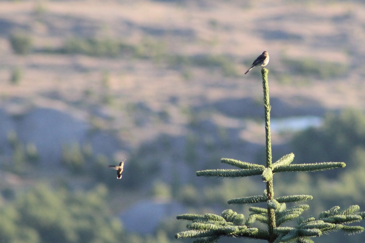 Hammond's/Dusky Flycatcher - ML615774540