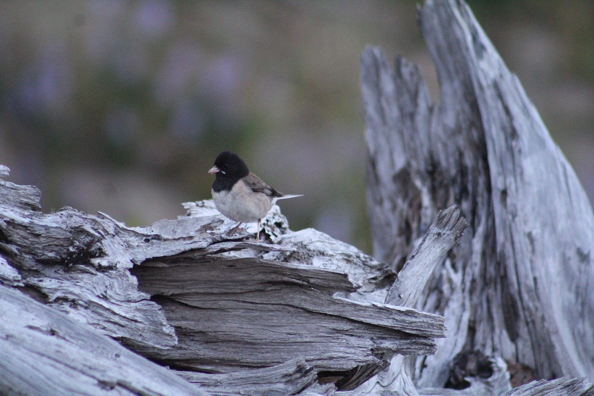 Dark-eyed Junco - ML615774550