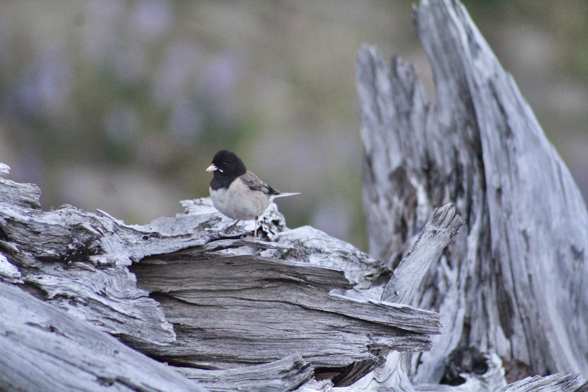 Dark-eyed Junco - ML615774551