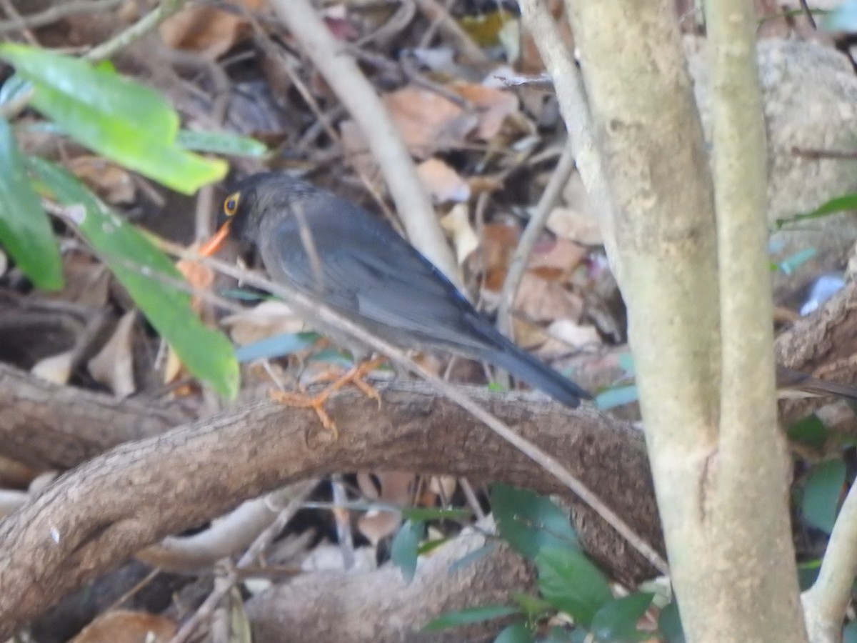 Indian Blackbird (Black-capped) - ML615774600