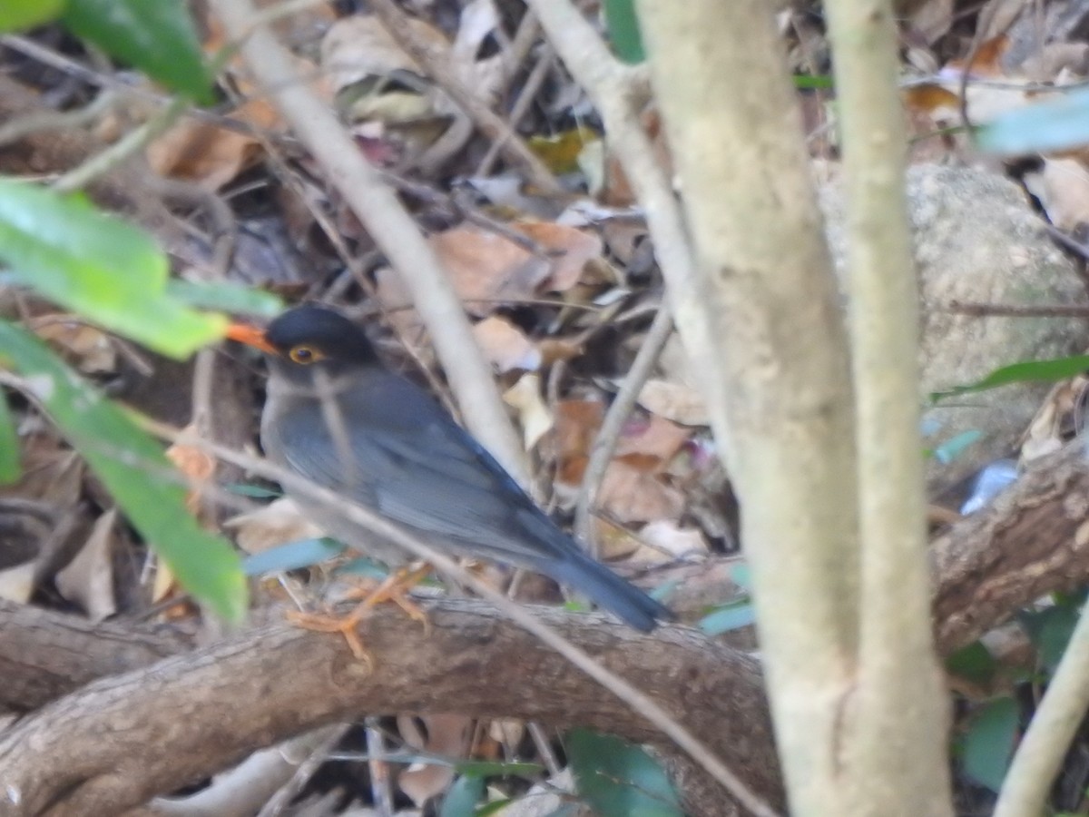 Indian Blackbird (Black-capped) - ML615774601